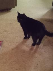 Lost Male Cat last seen Valley Mart , Church Hill, TN 37642