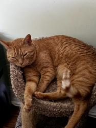 Lost Male Cat last seen Oakwood Cemetery, Raleigh, NC 27601