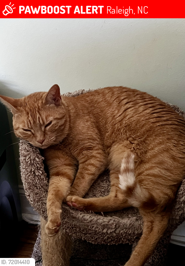 Lost Male Cat last seen Oakwood Cemetery, Raleigh, NC 27601