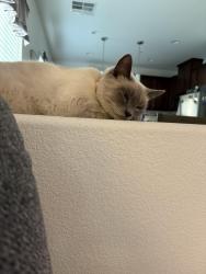 Lost Female Cat last seen Warm spring and mystic melody lane, Henderson, NV 89015