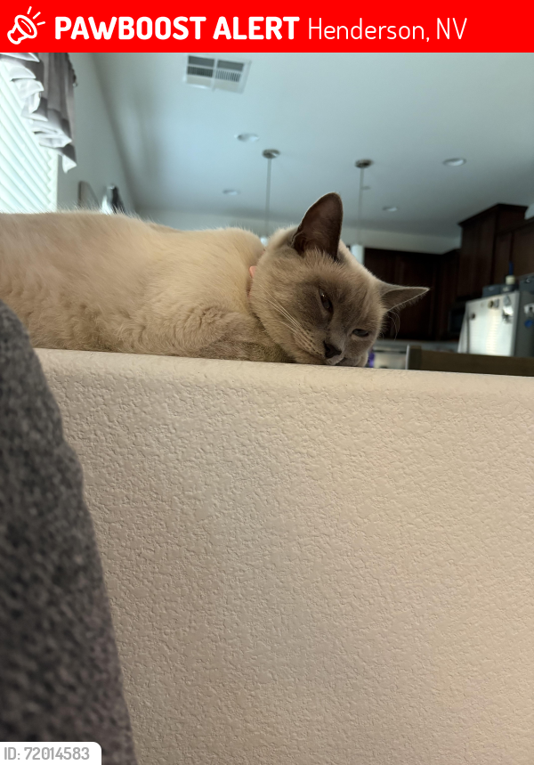 Lost Female Cat last seen Warm spring and mystic melody lane, Henderson, NV 89015