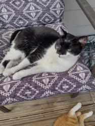 Lost Female Cat last seen Skyland Exchange Drive / TC Roberson , Asheville, NC 28803