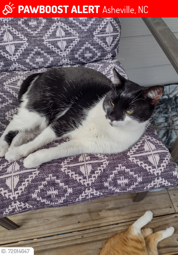 Lost Female Cat last seen Skyland Exchange Drive / TC Roberson , Asheville, NC 28803