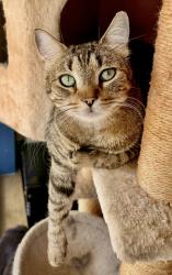 Lost Male Cat last seen Northpointe blvd & Eldridge prkwy, Tomball, TX 77377