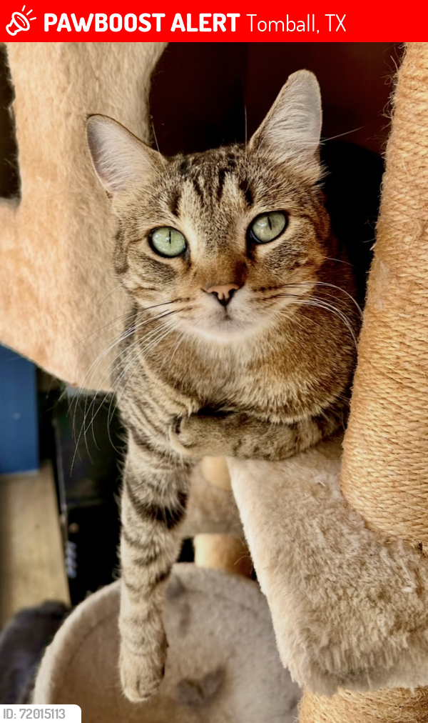 Lost Male Cat last seen Northpointe blvd & Eldridge prkwy, Tomball, TX 77377