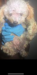 Lost Female Dog last seen Wards on Hardy St, Hattiesburg, MS 39402