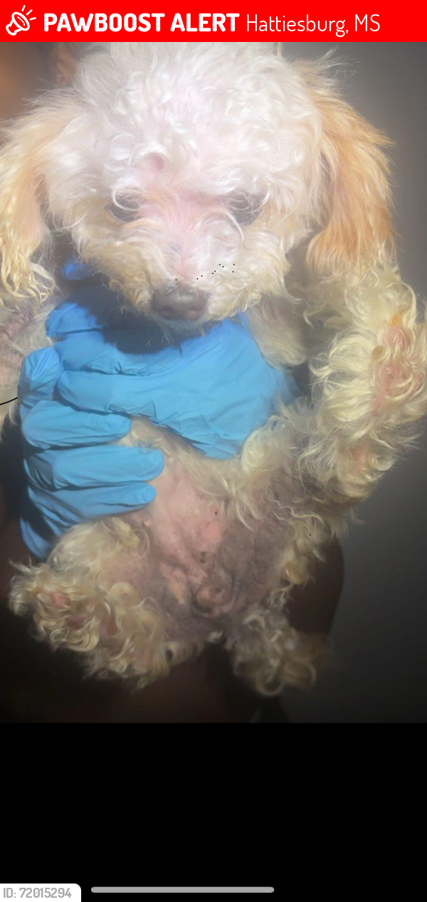 Lost Female Dog last seen Wards on Hardy St, Hattiesburg, MS 39402