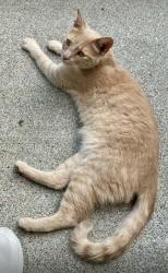 Lost Male Cat last seen Pawnee ridge southern dunes, Indianapolis, IN 46217