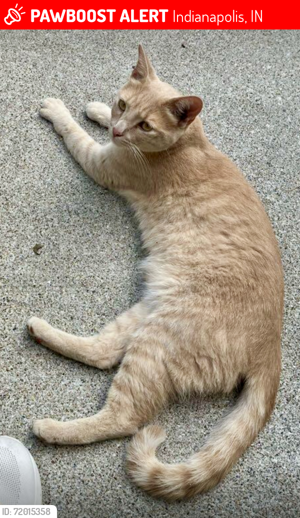 Lost Male Cat last seen Pawnee ridge southern dunes, Indianapolis, IN 46217