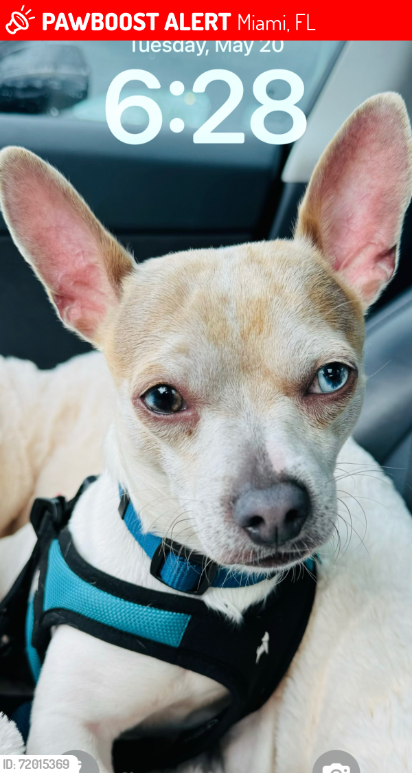 Lost Male Dog last seen Near ne 27th st, Miami, FL 33137