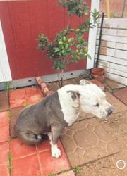 Lost Male Dog last seen 48th ST N VAN BUREN, Phoenix, AZ 85026