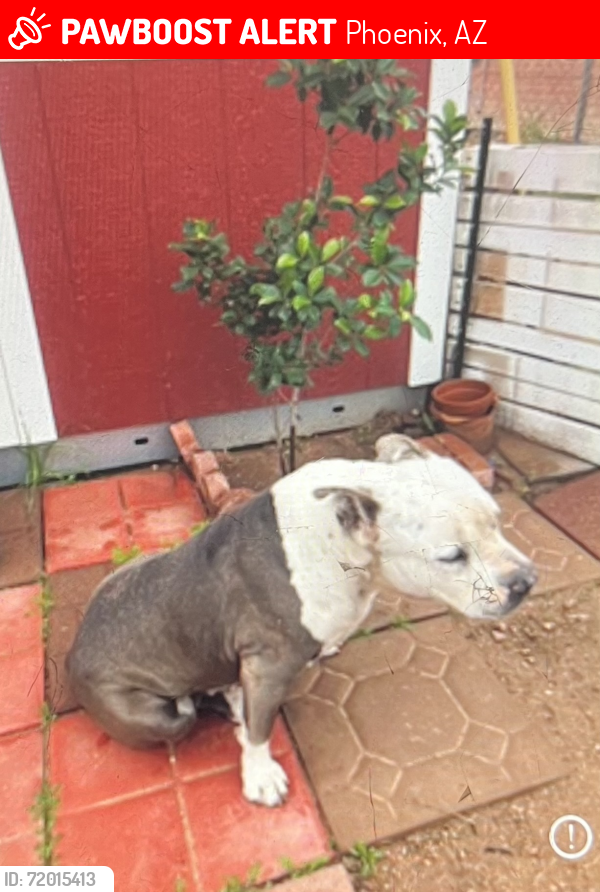 Lost Male Dog last seen 48th ST N VAN BUREN, Phoenix, AZ 85026