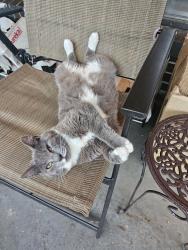 Lost Female Cat last seen Harris Ave and Bennet Rd, Adamsville, AL 35005