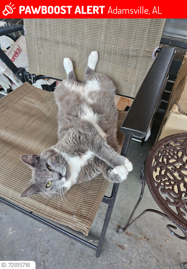 Lost Female Cat last seen Harris Ave and Bennet Rd, Adamsville, AL 35005
