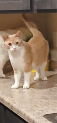 Lost Male Cat last seen Libal street , Green Bay, WI 54301
