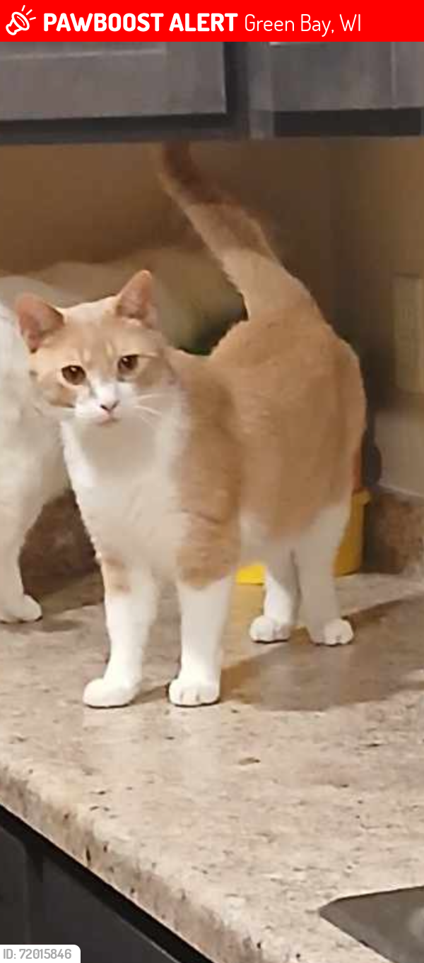 Lost Male Cat last seen Libal street , Green Bay, WI 54301