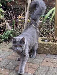 Lost Male Cat last seen Bond Street Hedon , Hedon, England HU12