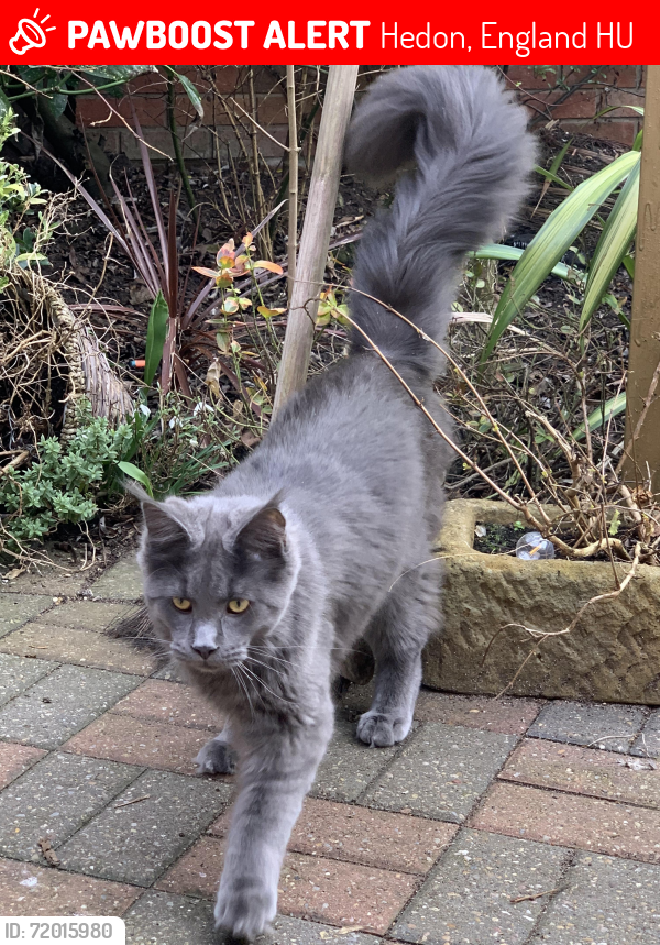 Lost Male Cat last seen Bond Street Hedon , Hedon, England HU12