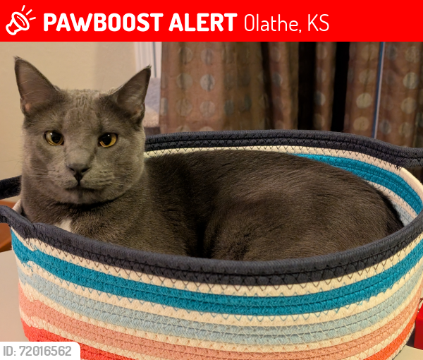 Lost Male Cat last seen 124th st. And Ridgeview, Olathe, KS 66061