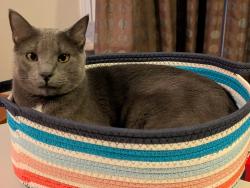 Lost Male Cat last seen 124th st. And Ridgeview, Olathe, KS 66061