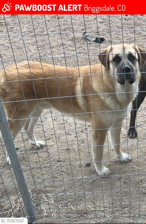Lost Male Dog last seen County road 89 and county road 79, Briggsdale, CO 80611