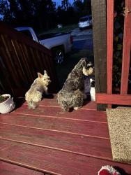 Lost Male Dog last seen Nassau Woods trailer park, Savannah, GA 31408