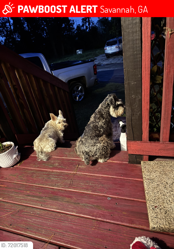 Lost Male Dog last seen Nassau Woods trailer park, Savannah, GA 31408