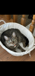 Lost Male Cat last seen Sandstone ests townhouses , Stony Plain, AB T7Z 0E2