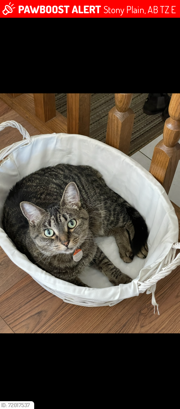 Lost Male Cat last seen Sandstone ests townhouses, Stony Plain, AB T7Z 0E2
