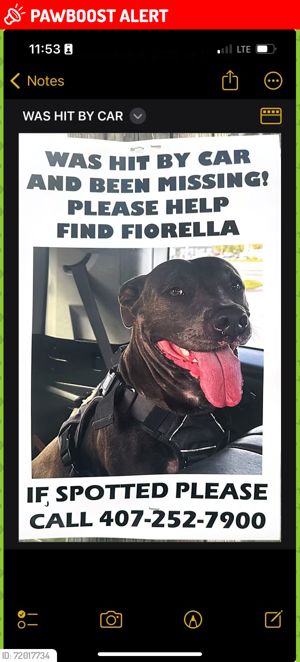 Lost Female Dog last seen 198th Terrace, O’Brien, FL, Suwannee County, FL 32071