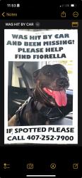 Lost Female Dog last seen 198th Terrace, O’Brien, FL, Suwannee County, FL 32071