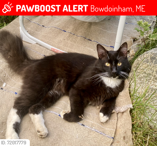 Lost Male Cat last seen White Road & Dinsmore Crossing Road, Bowdoinham, ME 04008