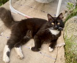 Lost Male Cat last seen White Road & Dinsmore Crossing Road, Bowdoinham, ME 04008