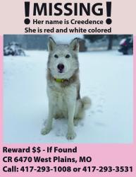 Lost Female Dog last seen K HWY- West Plains, MO, West Plains, MO 65775