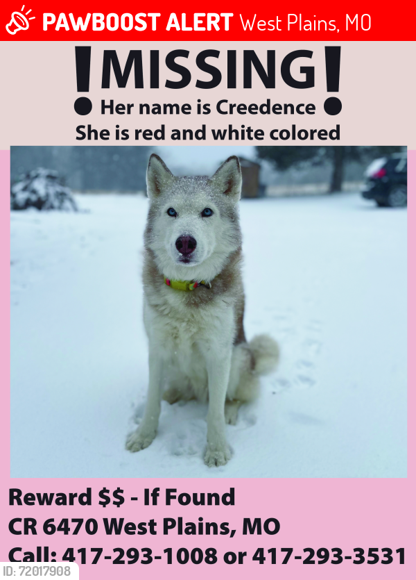 Lost Female Dog last seen K HWY- West Plains, MO, West Plains, MO 65775