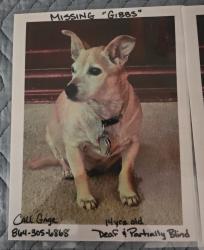 Lost Male Dog last seen Habersham Subdivision , Pickens County, SC 29642