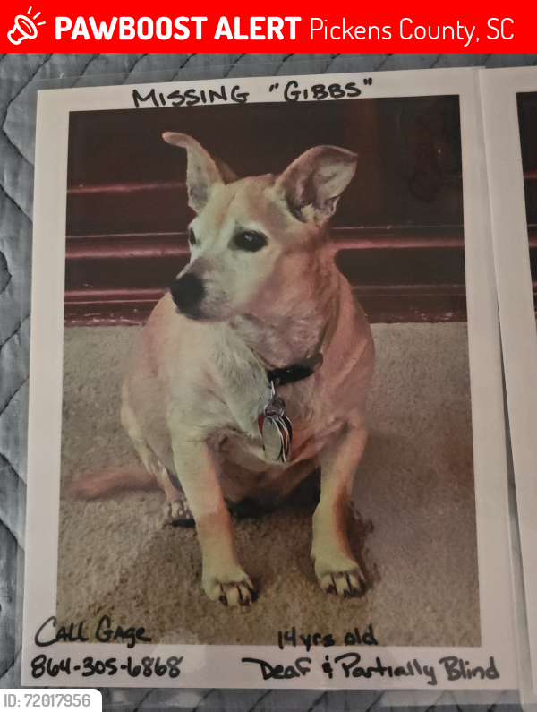 Lost Male Dog last seen Habersham Subdivision , Pickens County, SC 29642