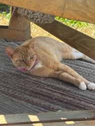Lost Female Cat last seen Grier Street, Pomona, CA 91766