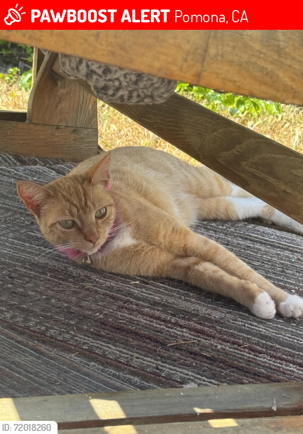 Lost Female Cat last seen Grier Street, Pomona, CA 91766