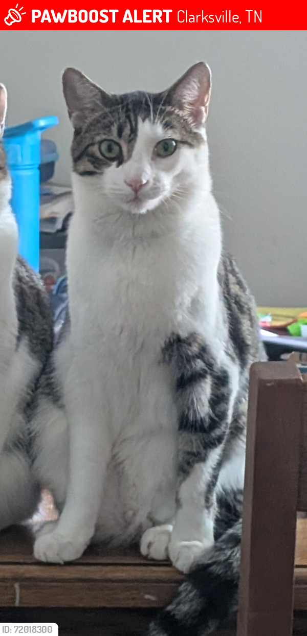 Lost Male Cat last seen Sandlewood drive, Clarksville, TN 37040