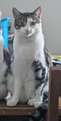 Lost Male Cat last seen Sandlewood drive, Clarksville, TN 37040