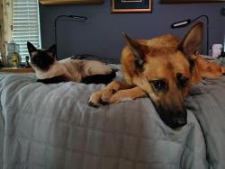 Lost Male Cat last seen Santa Fe dr, Encinitas, CA 92024