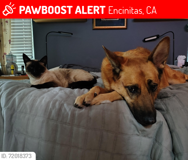 Lost Male Cat last seen Santa Fe dr, Encinitas, CA 92024