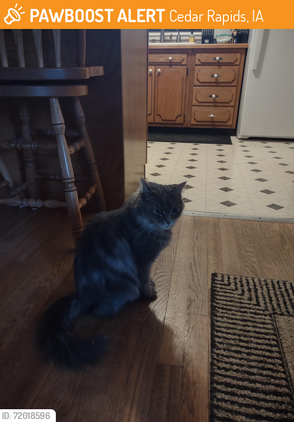 Found/Stray Female Cat last seen Coldstream, Cedar Rapids, IA 52402