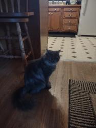 Found/Stray Female Cat last seen Coldstream, Cedar Rapids, IA 52402