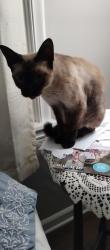 Lost Female Cat last seen Near S Quebec Ave , Tulsa, OK 74114