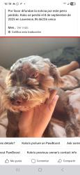 Lost Male Dog last seen Shadeland ave and 46th st and the main roads., Indianapolis, IN 46226
