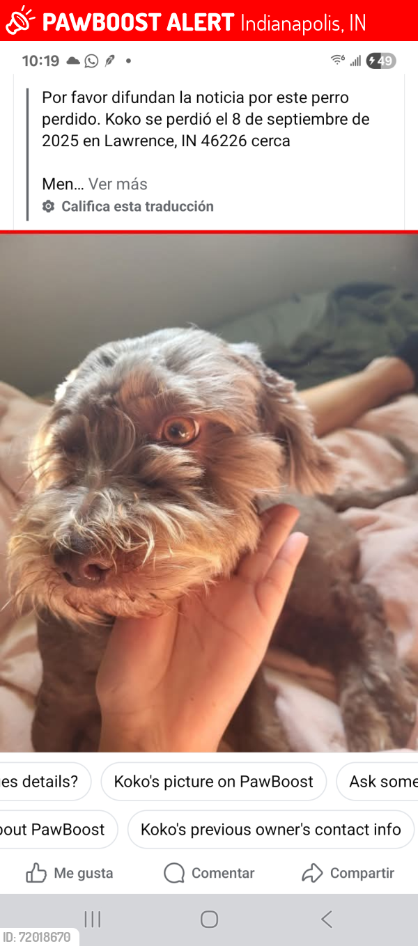 Lost Male Dog last seen Shadeland ave and 46th st and the main roads., Indianapolis, IN 46226