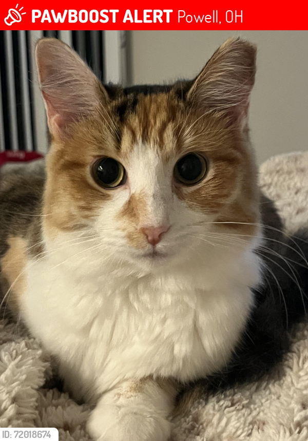 Lost Female Cat last seen Road, Powell, OH 43065