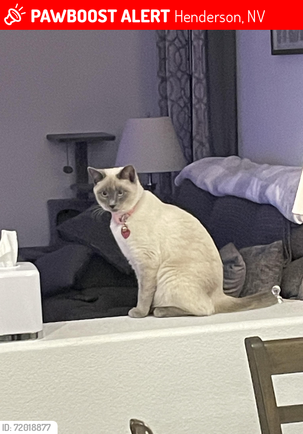 Lost Female Cat last seen Warm springs and mystic melody lane , Henderson, NV 89015